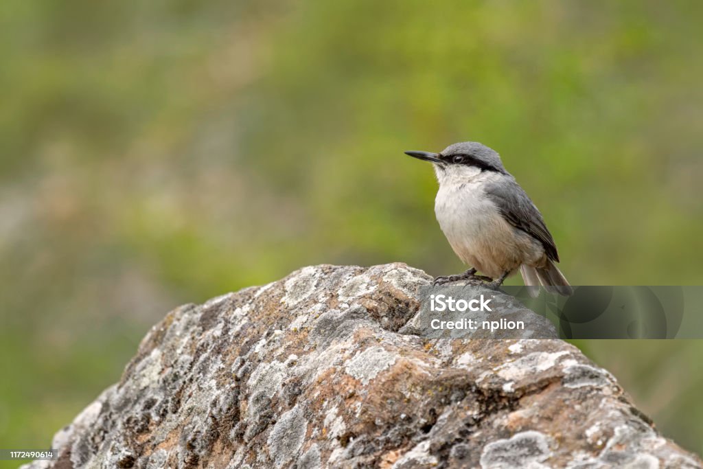 Western Rock Nuthatch Sitta neumayer resting on the rock Animal Stock Photo