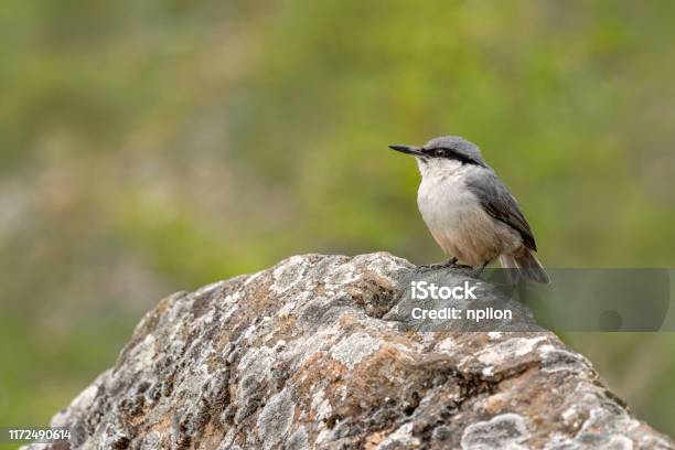 Western Rock Nuthatch Sitta Neumayer Resting On The Rock Stock Photo - Download Image Now