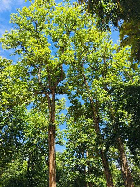 istock Golden teak tree in northern Thailand 1172490746