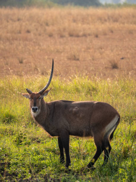 istock Waterbuck in Queen Elizabeth National Park, Uganda 1172490813