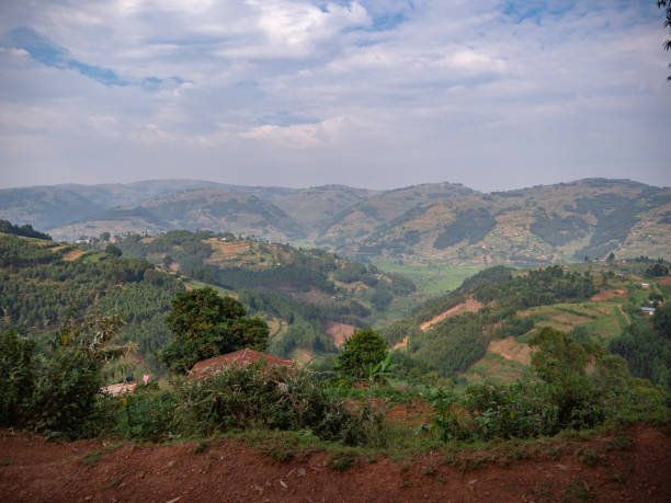 The Bwindi Impenetrable National Park is a biodiverse, mountainous area in southwest Uganda. It's home to many of the world’s remaining mountain gorillas, who feed on roots, leaves and fruits from the park’s many tree and fern species. Restricted numbers of viewing permits help protect the endangered gorilla families. In the park, rough paths weave amid dense forests, which are home to many butterflies and birds.