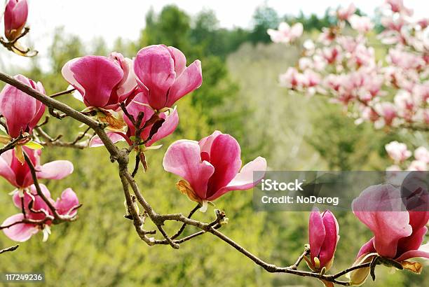 Explosão De Magnólia - Fotografias de stock e mais imagens de Ao Ar Livre - Ao Ar Livre, Cabeça de Flor, Cor de rosa