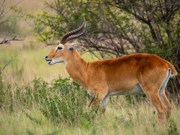 istock Impala in Queen Elizabeth National Park, Uganda 1172492575
