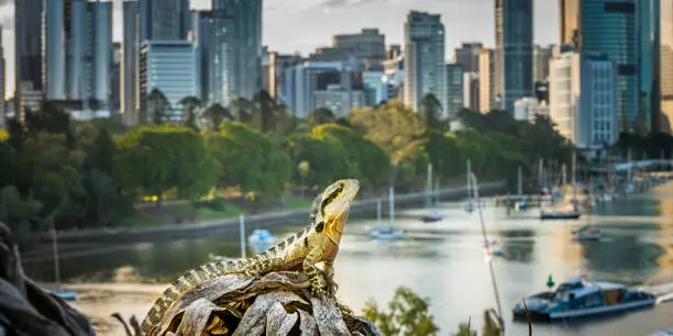 Water dragon lizard dominating cityscape