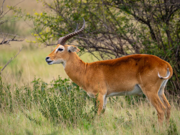 istock Impala in Queen Elizabeth National Park, Uganda 1172493020