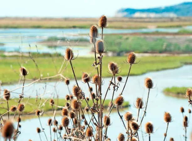 Teasels over the marshes, Rye, East Sussex, England. View looking out to sea over wild Teasel plants on the salt marsh coastal barrier now home to bird wildlife on the land around Rye Harbour as part of the wetland nature reserve around the old hill top citadel of Rye, ancient cinq port town, East Sussex, south coast, England, UK