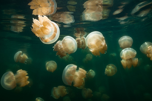There are about 70 marine lakes located throughout the Rock Islands, but the Jellyfish Lake is the famous one. Millions of golden jellyfish migrate horizontally across the lake daily. Jellyfish Lake is connected to the ocean through fissures and tunnels in the limestone of an ancient Miocene reef. However the lake is sufficiently isolated and the conditions are different enough that the diversity of species in the lake is greatly reduced from the nearby lagoon. The Golden Jellyfish, Mastigias cf. papua etpisoni in this lake has evolved to be substantially different from the close relatives Mastigias papua living in the nearby lagoons, they lost lost most or all of the blue pigmentation, they have a reduction in the number, length and thickness of the terminal clubs , and they are non-stinging, so swimming in that lake is truly magical! Populations of older marine lakes often have medusae with no terminal clubs and when present, the terminal clubs are only about 0.17 of the bell diameter in length. Palau, 7°9'39.06