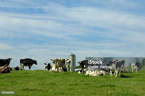 Holstein Las Vacas Lecheras Foto de stock y más banco de imágenes de Agricultura - Agricultura, Aire libre, Bebida