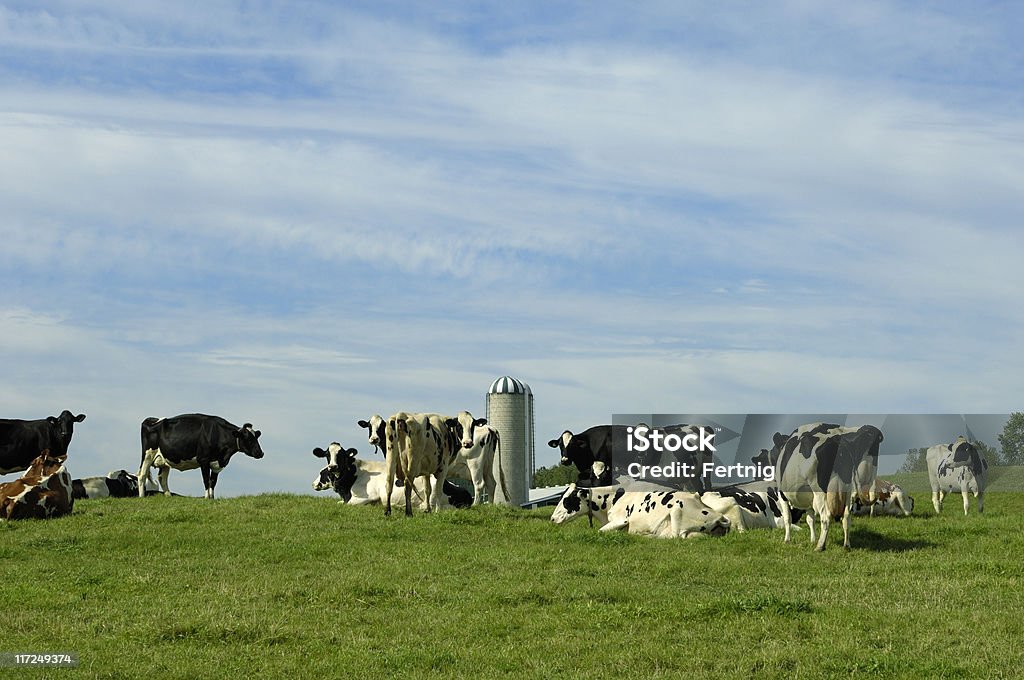 Le vacche da latte Holstein - Foto stock royalty-free di Agricoltura