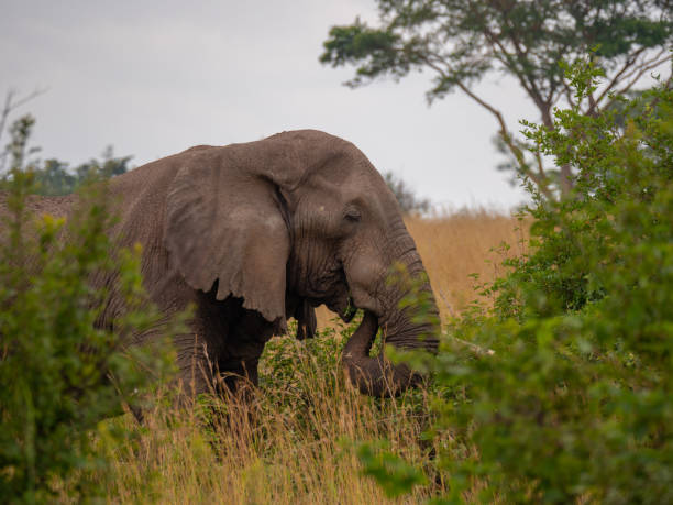 istock Elephant in Queen Elizabeth National Park, Uganda 1172493827