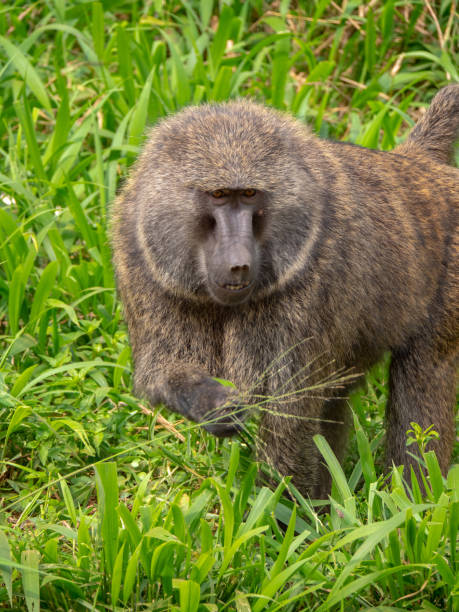 istock Baboon in Queen Elizabeth National Park, Uganda 1172495358