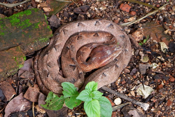 istock Malayan Pit Viper dangerous snake in Thailand and Southeast Asia. 1172495705