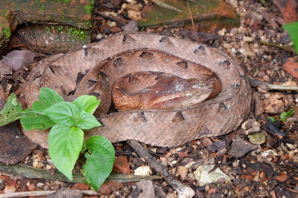 istock Malayan Pit Viper dangerous snake in Thailand and Southeast Asia. 1172495712
