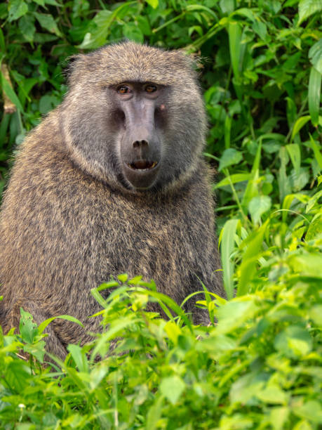 istock Baboon in Queen Elizabeth National Park, Uganda 1172495758