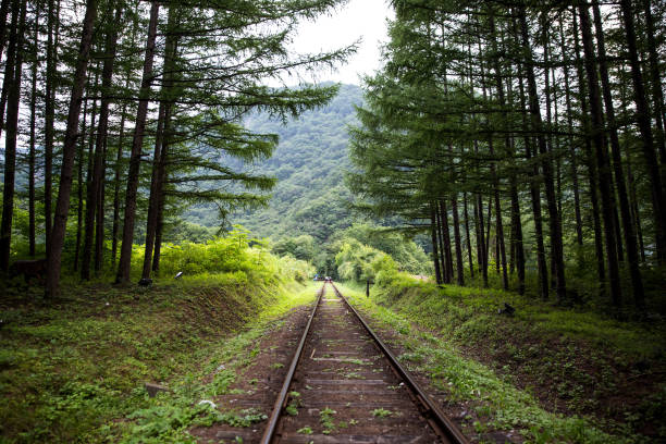 istock Old railroad tracks and rail bikes 1172495984