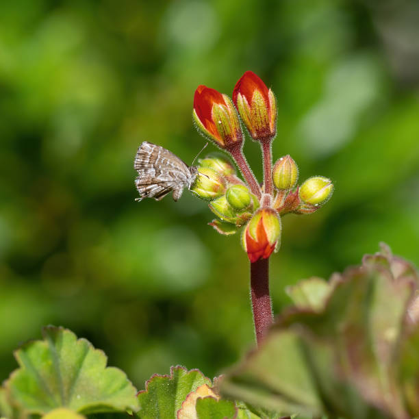 Geranium Bronze Butterfly, Cacyreus marshalli. Non-native species now considered a pest in Europe for Pelargoniums and Geraniums.