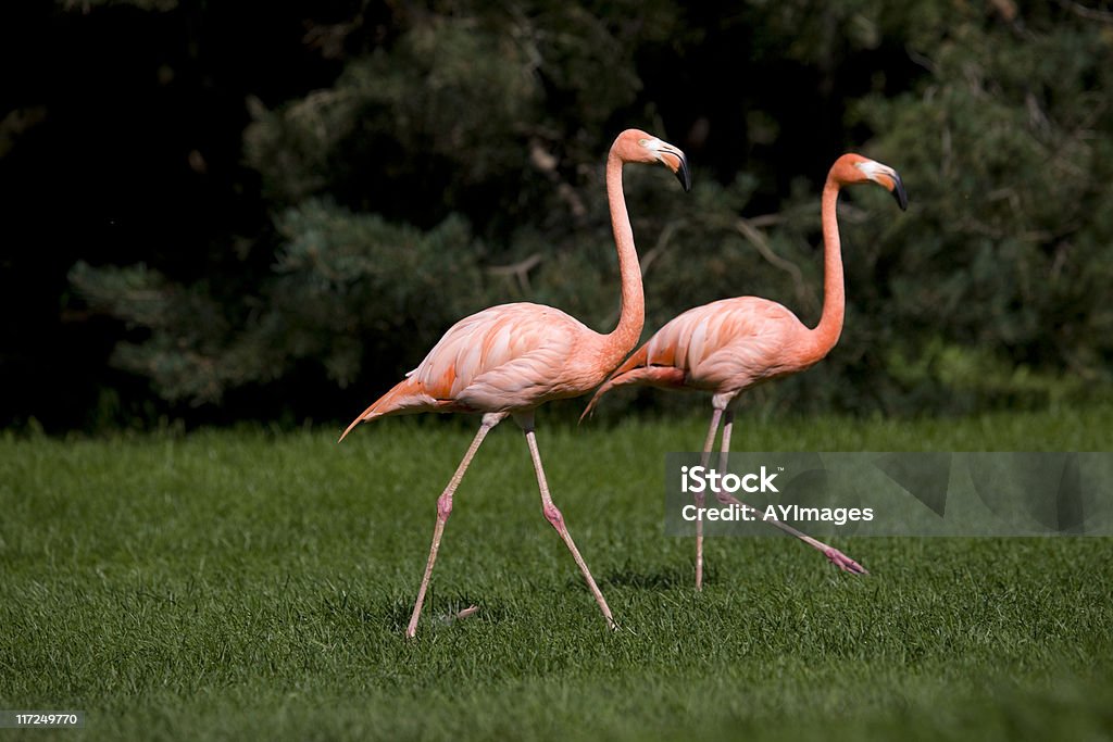 Flamingo grande - Royalty-free Flamingo Foto de stock