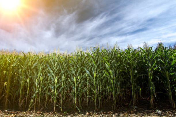 corn plantation in producing farm stock photo