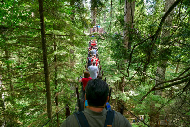 Summer brings in many visitors to the popular tourist attraction of Capilano Suspension Bridge Park, located in the district of North Vancouver, British Columbia, Canada. The Treetops Adventure walk provides one with an overall view of the coastal forest.