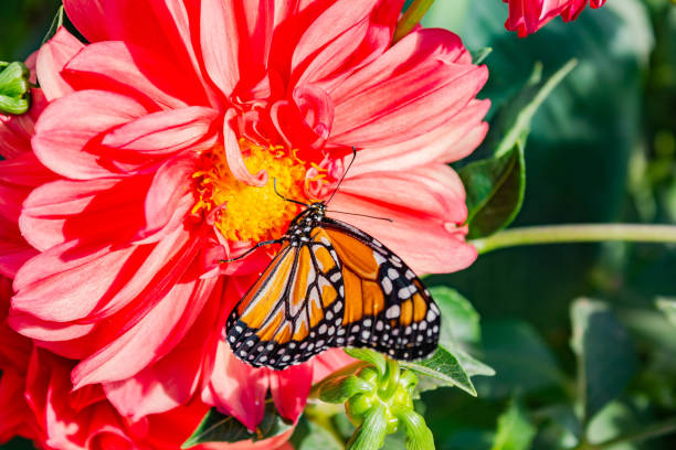 istock Danaus plexippus, order Lepidoptera,, Adult monarch butterfly, 1172499707