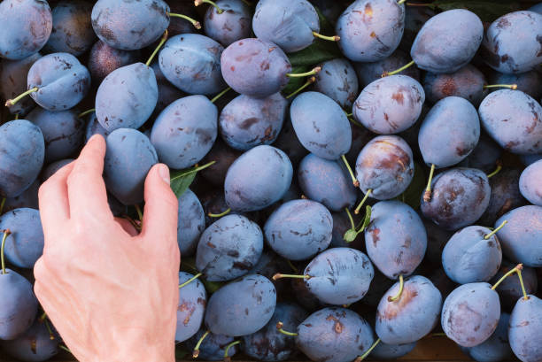istock Harvest plums with home garden 1172499959
