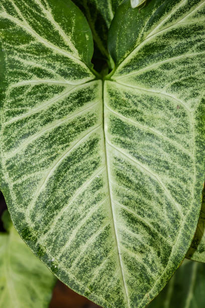 istock A beautiful fresh green leaf . Macro Photo Of Leaf Texture 1172502470