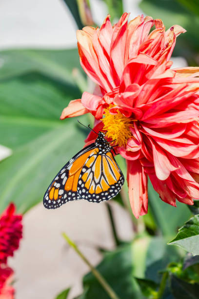 istock Danaus plexippus, order Lepidoptera,, Adult monarch butterfly, 1172503001