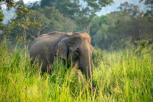 Asian elephant in the grasslands in Uda Walawe National Park.