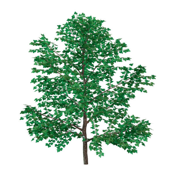 3D rendering of a green sweet birch tree or Betula lenta isolated on white background