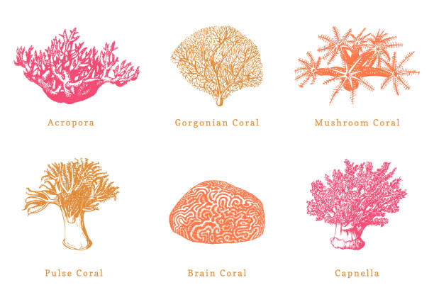 カラーサンゴのベクトルイラスト。白い背景に描かれた海のポリープのコレクション。 - soft coral illustrations点のイラスト素材／クリップアート素材／マンガ素材／アイコン素材