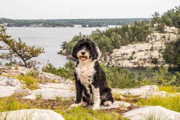 dog at the lookout at Covered Portage, Ontario, Canada black and white Portuguese Water Dog sitting on a rocky hill in Killarney, Ontario, Canada at Covered Portage anchorage killarney lake stock pictures, royalty-free photos & images