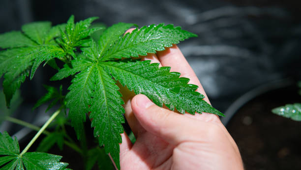 istock Marijuana plant at vegetation stage process. Growing cannabis indoor close-up 1172507560