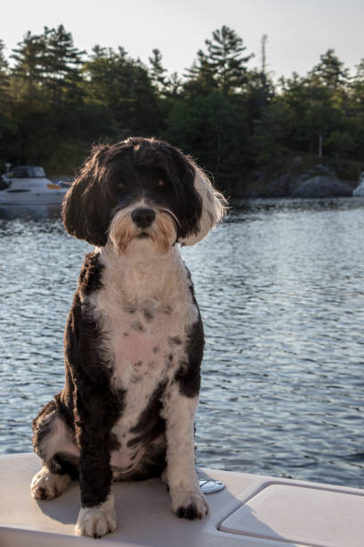 istock Portuguese Water Dog on a boat 1172508433