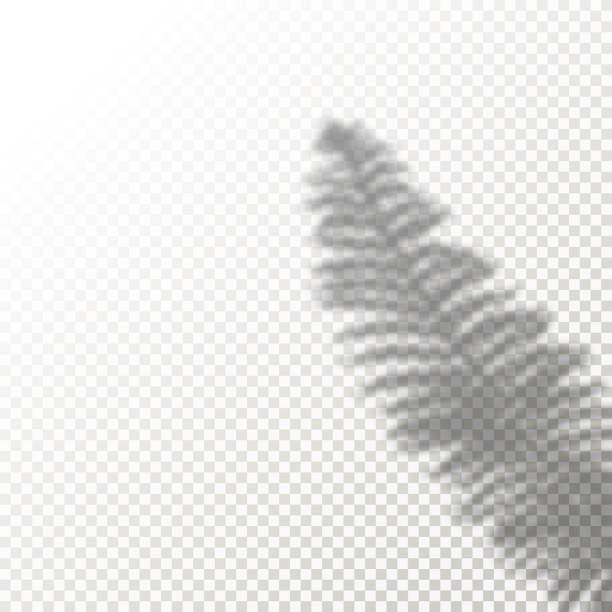 shadow overlay roślina paproć wector mockup. cienie nakładają efekty liścia w nowoczesnym minimalistycznym stylu. - sunlight dappled summer leaf stock illustrations