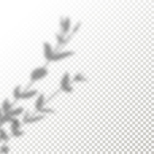 ilustrações, clipart, desenhos animados e ícones de sombra overlay folhas vector mockup. sombras transparentes sobrepor efeitos de uma planta em um estilo minimalista moderno. - sunlight dappled summer leaf