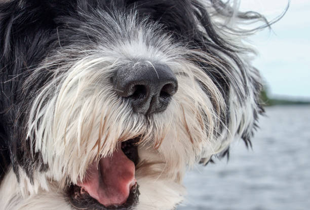 istock dog nose and tongue 1172510599