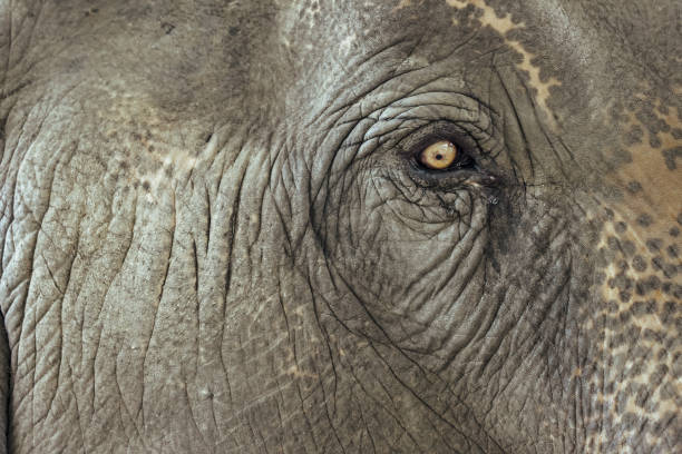 istock Close up elephant eye with visible thick grey skin 1172510691