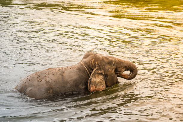 istock Elephant taking a shower in the river 1172510814