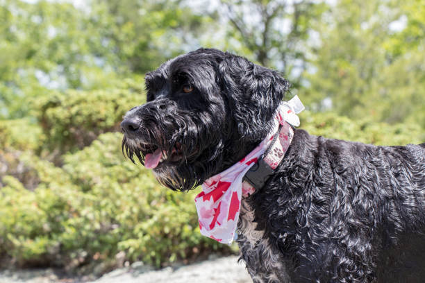 cane bagnato che indossa bandana rossa e bianca - 6184 foto e immagini stock