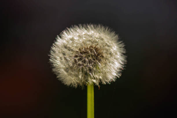 istock dandelion on black background, single flower, environmental conservation, 1172511012