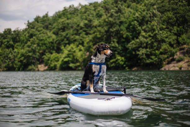 istock Dogs are fearless 1172513175