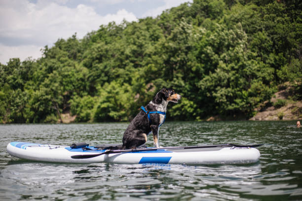 istock Dogs are the most loyal creatures 1172513246
