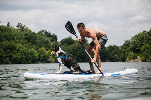 Pet owner paddleboarding with his loyal pet