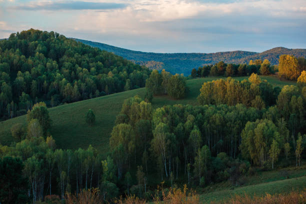A herd of sheep in the Altai mountains. Beautiful mountain summer landscape view: green meadows, blue sky, purity air.