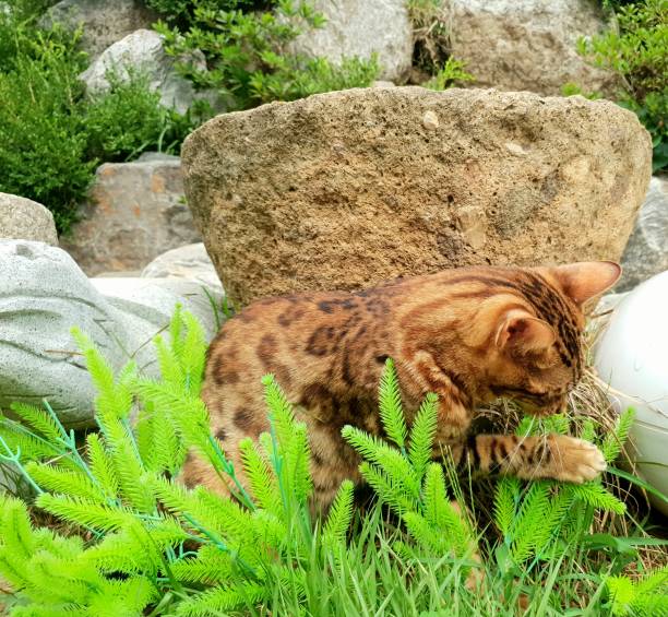 istock a playful cat resembling a leopard in the grass. 1172513570
