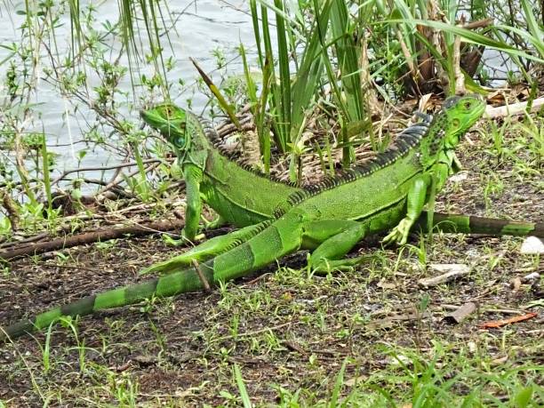 istock Green Iguana (Iguana iguana) two Iguana's at water's edge 1172514777