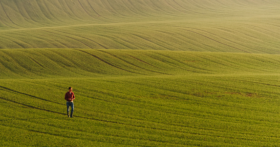 Man walking on green agricultural field,Moravian Slovakia