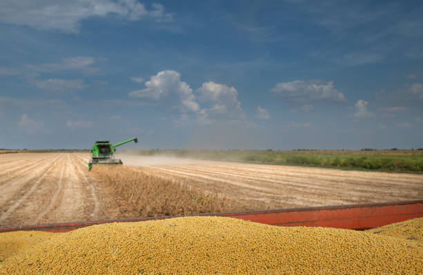 istock Soybean harvest in autumn 1172516651