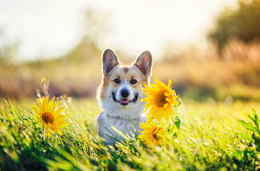 portrait of a beautiful dog puppy Corgi sitting on a field with yellow flowers of sunflower in the warm clear summer day and pretty smiles