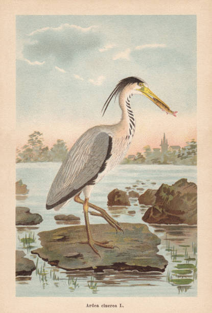 그레이 헤론 (아르데아 시네레아), 크로몰리토그래프, 1896년에 출판 - illustration and painting bird drawing color image stock illustrations